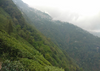 DARJEELING SFTGFOP1 BIO Orange Valley DJ-6 / 2024