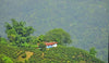 DARJEELING FTGFOP1 Teesta Valley DJ-3 / 2024