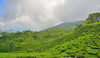 DARJEELING FTGFOP1 Teesta Valley DJ-3 / 2024